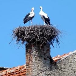 Nest Removal